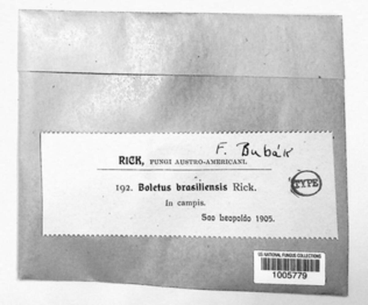 Boletus image
